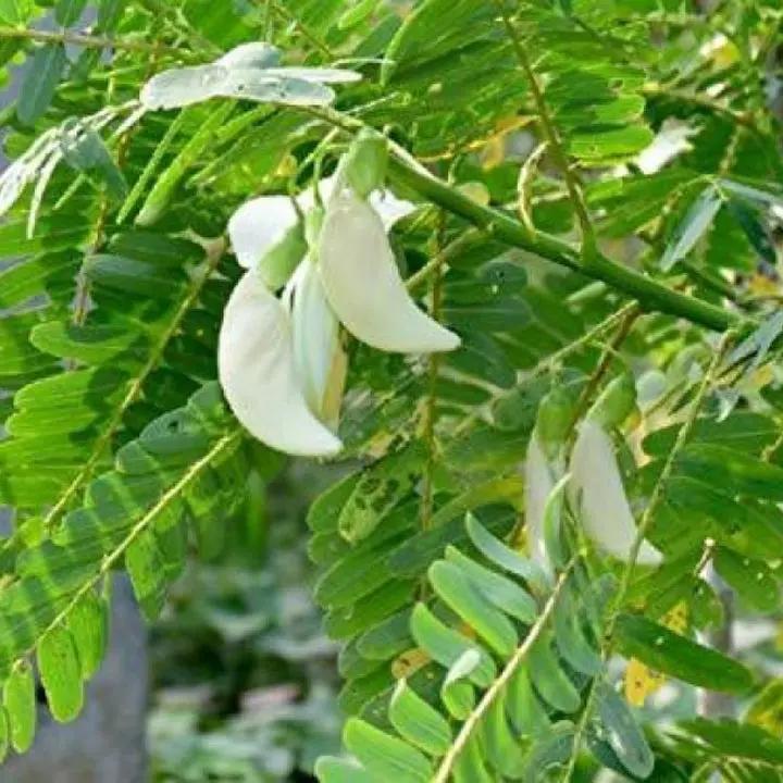 Heron Flower Seeds for Planting, NON GMO Seeds Dhara Seeds