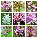 Mann Orchid Cymbidium spp. for planting in flower bed