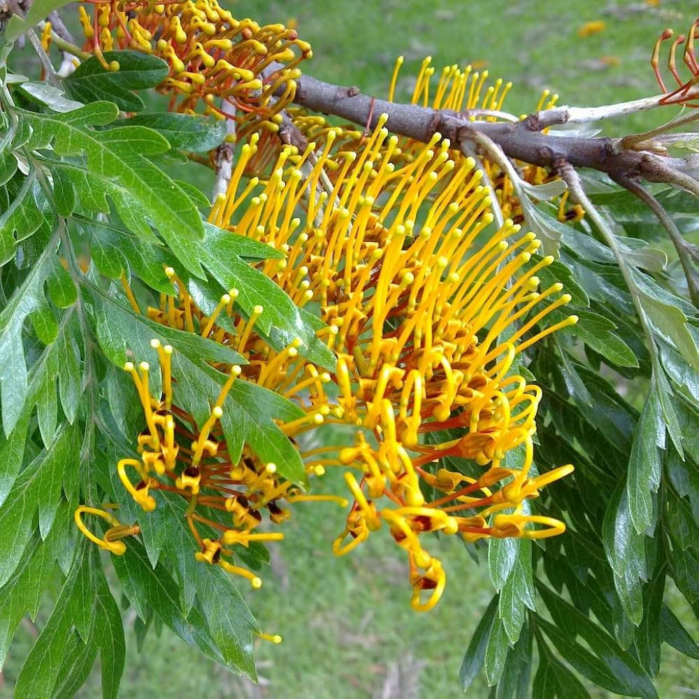 Rare Colorful Grevillea Flower Seeds – , Australian Mix