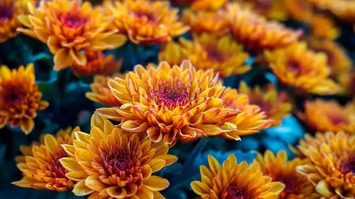 Chrysanthemum Flower Seeds Yellow Red for Planting NON GMO Seeds Dhara Seeds