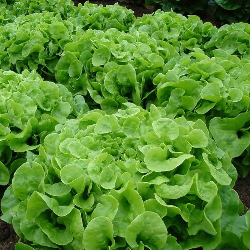 Green Oakleaf Vegetable Seeds for Planting heirloom & Non-GMO Seeds