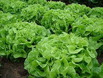 close-up of frilled, crisp Oakleaf lettuce leaves in garden bed

