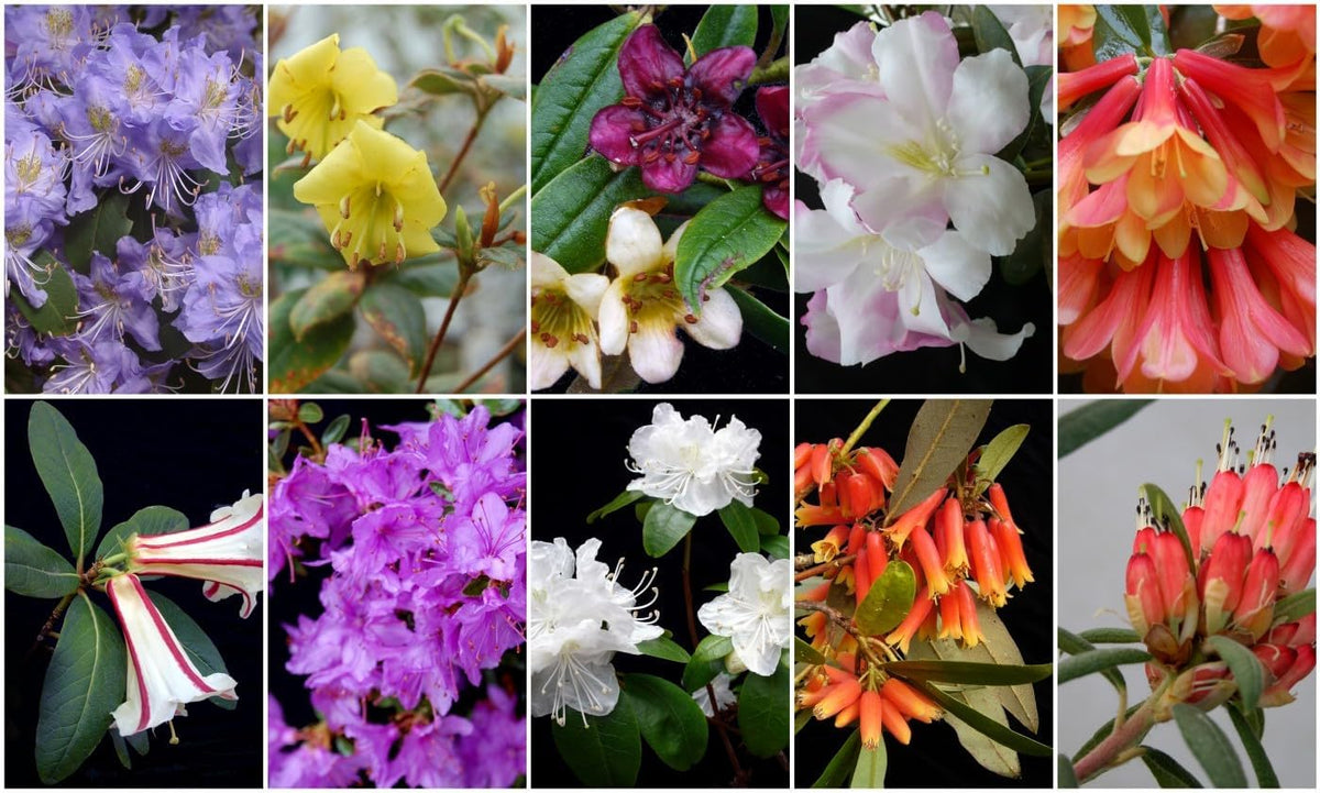 Heirloom Rhododendron Flower Seeds, Non-GMO Vibrant Blooms for Planting for planting in your garden.