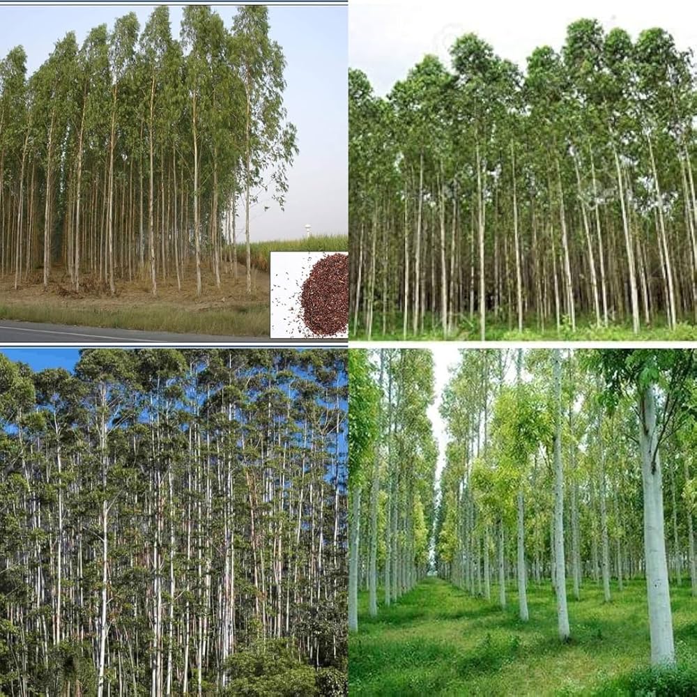 Eucalyptus Plant Seeds – Fresh, Aromatic Leaves-Heirloom & Non-GMO Seeds for planting – Fresh Herb for Your Garden