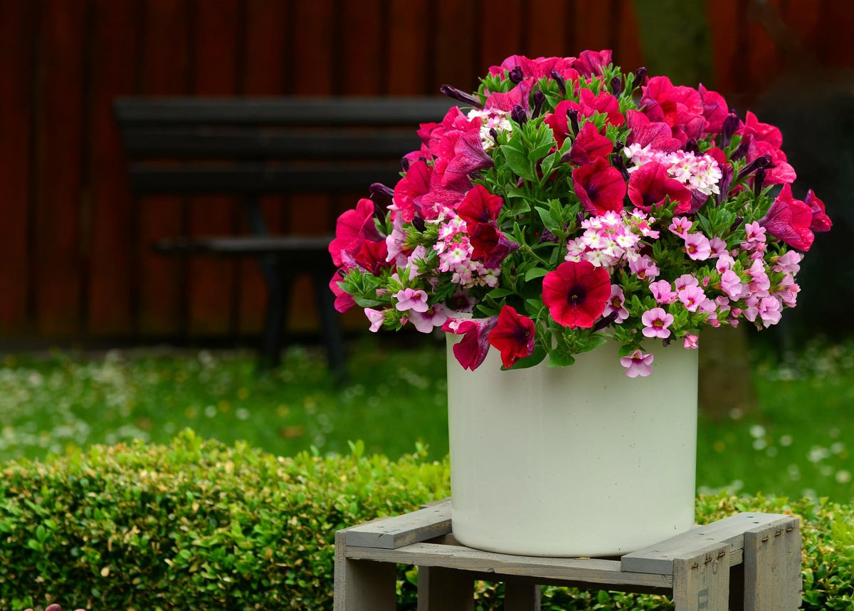 Hanging Petunia Petunia spp seeds for balcony garden