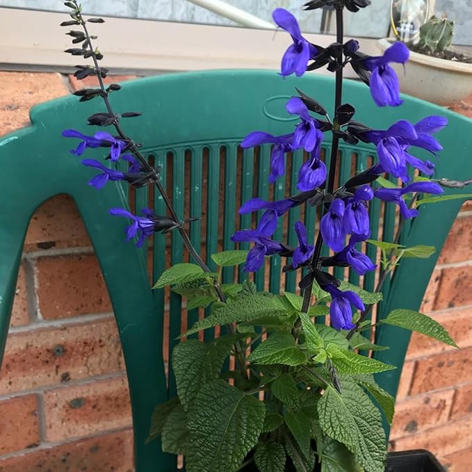 Salvia Black & Blue Seeds