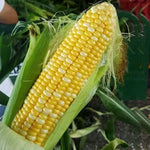 Days In Autumn Vigorous Plants Sweet Corn For Sowing heirloom non-gmo organic garden seeds