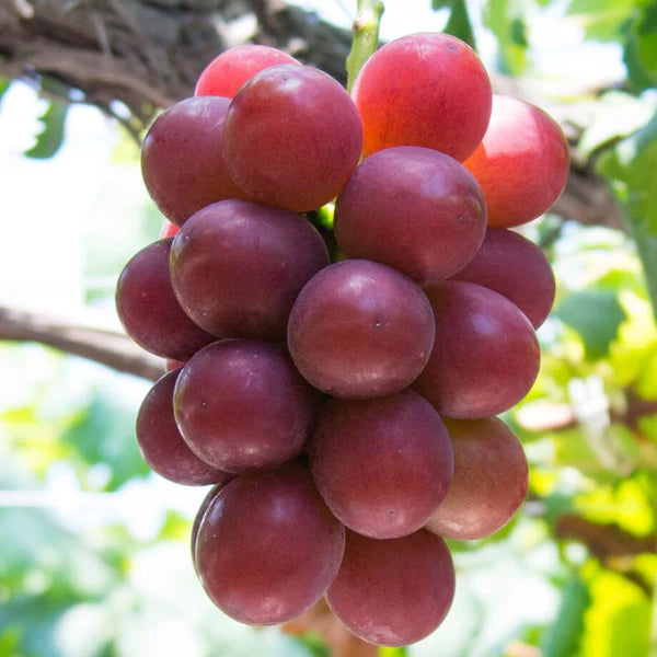 Roman Grapes Fruit Seed Planting - Pack for Unique, Sweet Grape Varieties, Heirloom Grape Seeds