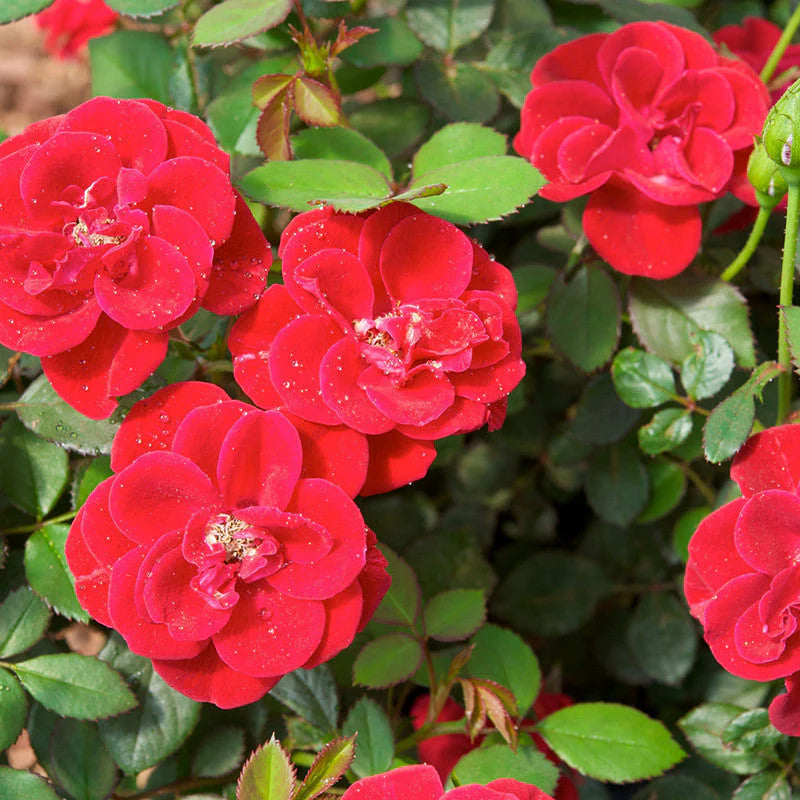 Rose Rosa Hybrida Flower Seeds for Planting