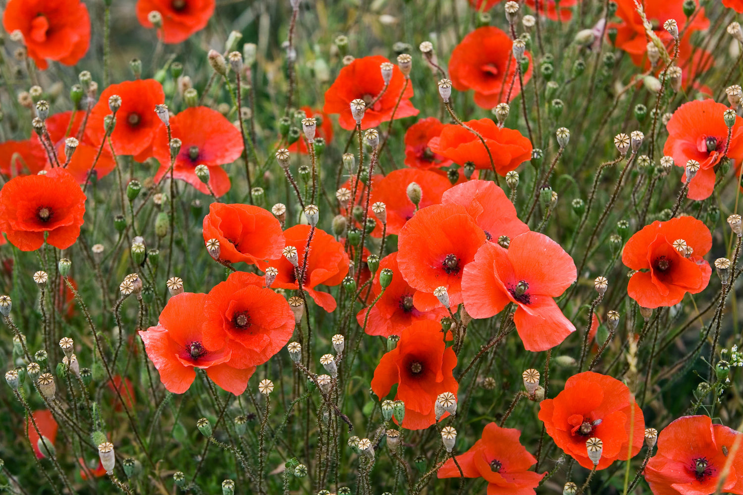 Poppy Seeds Turkish Tulip