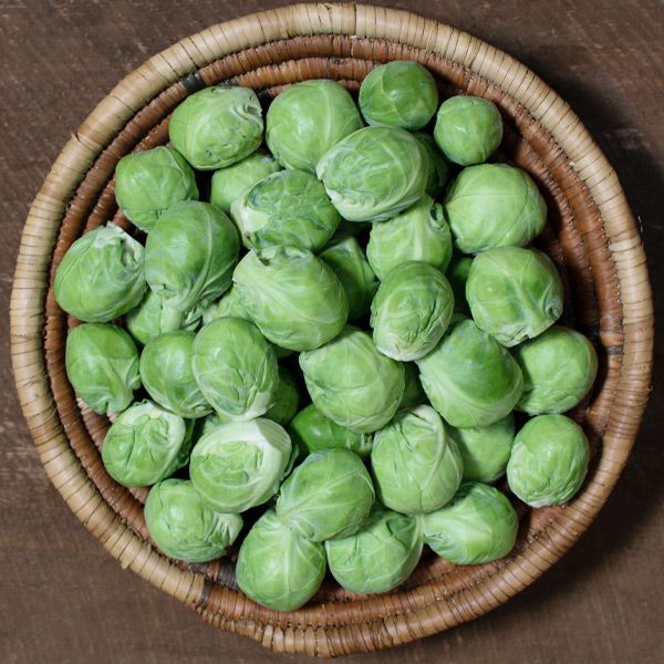 Silvia Hybrid Brussels Sprouts Seeds | Early Uniform Sweet Sprouts – Heirloom, Non-GMO, High Germination Organic Garden Seeds
