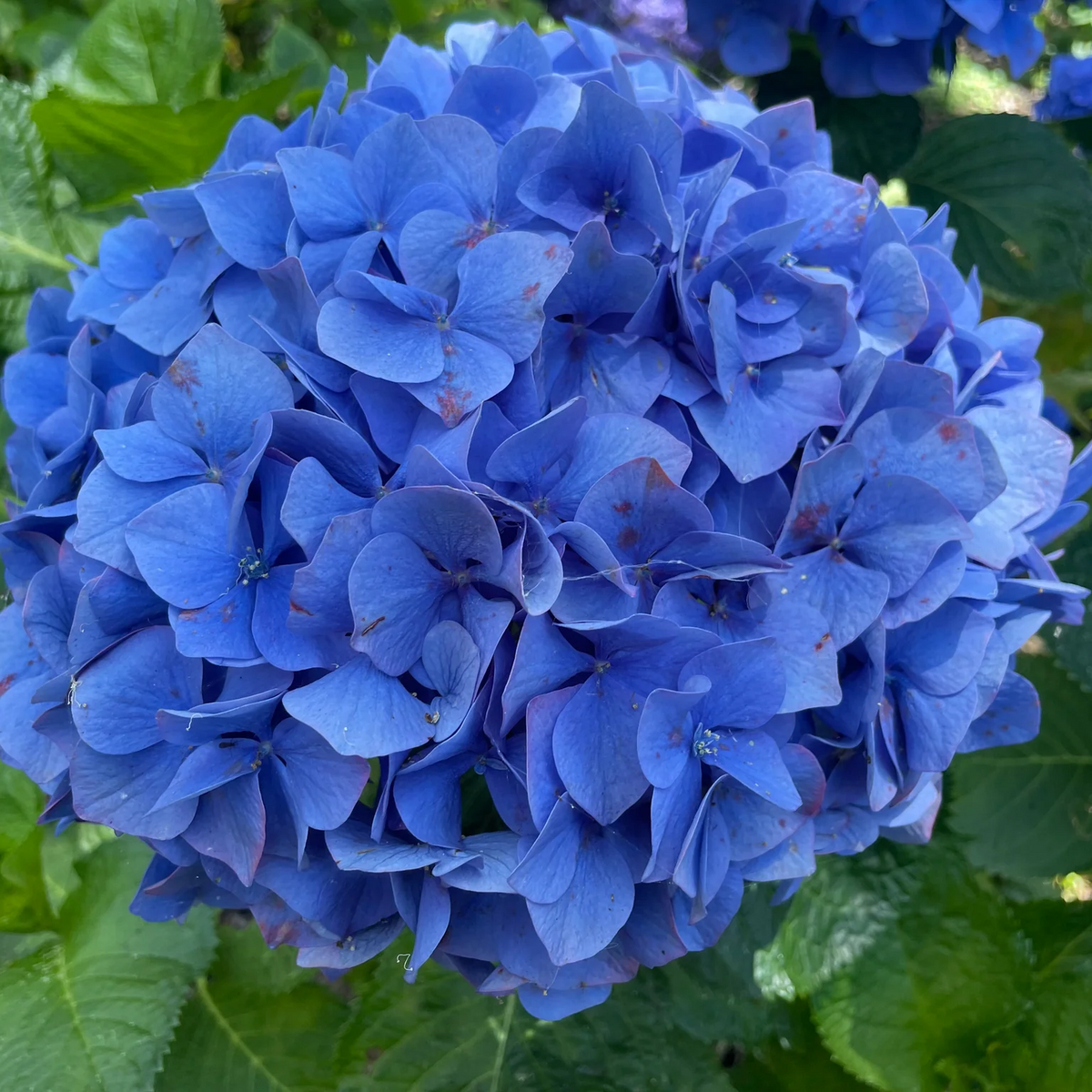 for Navy Blue white HYDRANGEA RARE flower exotic bush plant Seller Seeds – Heirloom, Non-GMO, High Germination Organic Garden Seeds