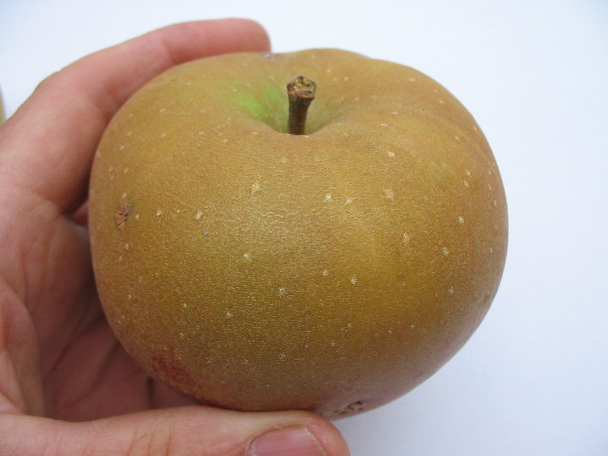 Zabergay Reinette Apple Seeds (Malus domestica / Common Name: Zabergay Reinette Apple)