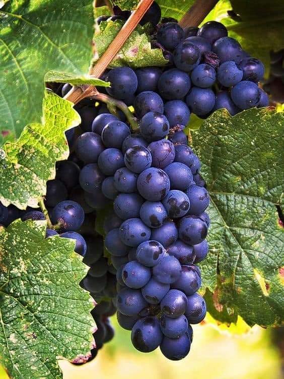 Muscat Grape Fruit (Black) Seeds for Planting - Cultivating Flavorful Muscat Grapes, Heirloom Seeds
