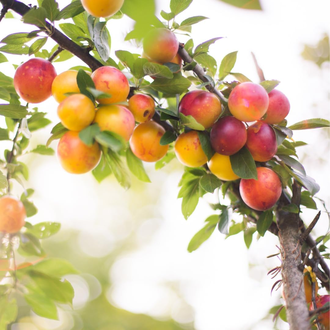 Mirabolano Fruit Seed Pack for Delicious Fruits in Your Garden