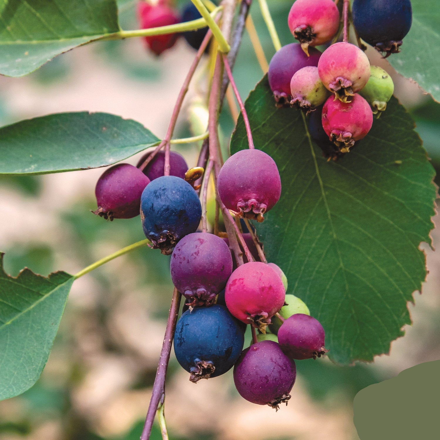Canadensis Fruit Seeds - A Sweet and Tangy Fruit for Your Garden