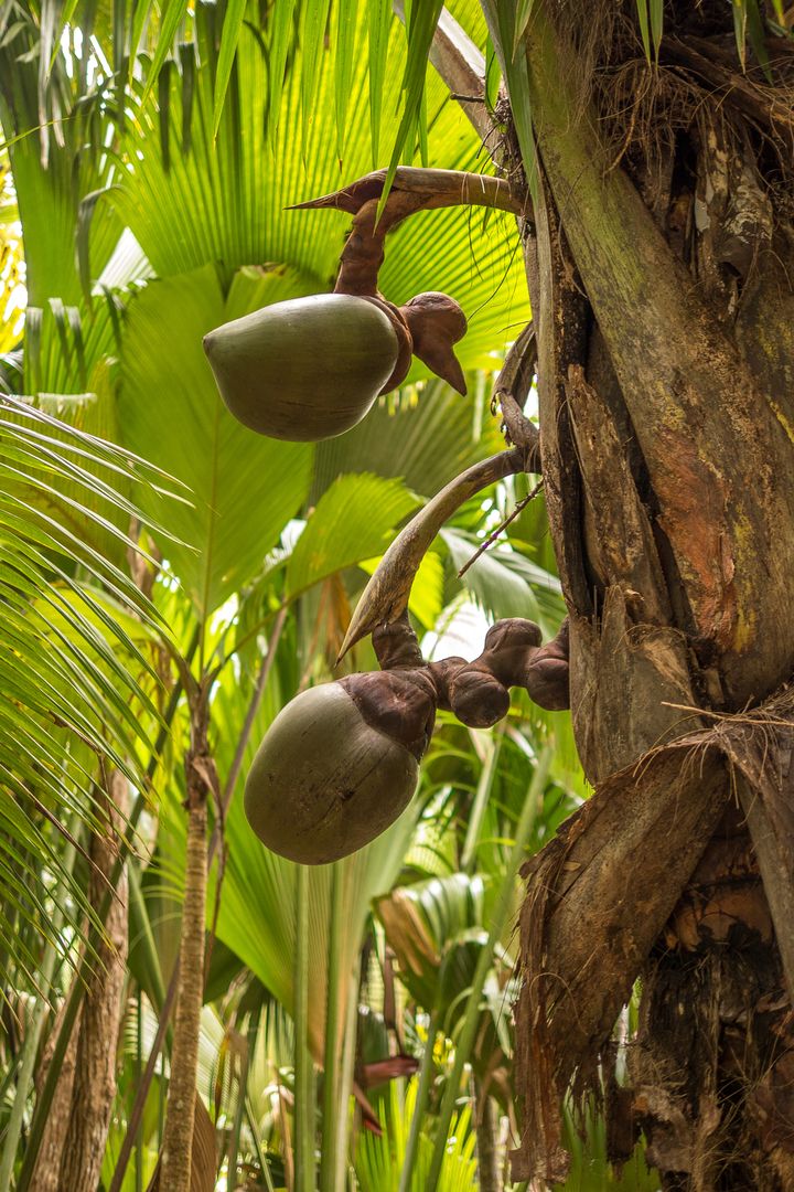 Coco De Mer (Lodoicea maldivica)