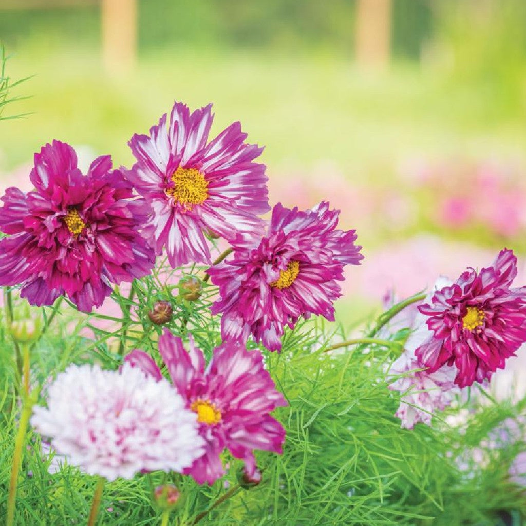 Cosmos Seeds - Double Click - Double Violet