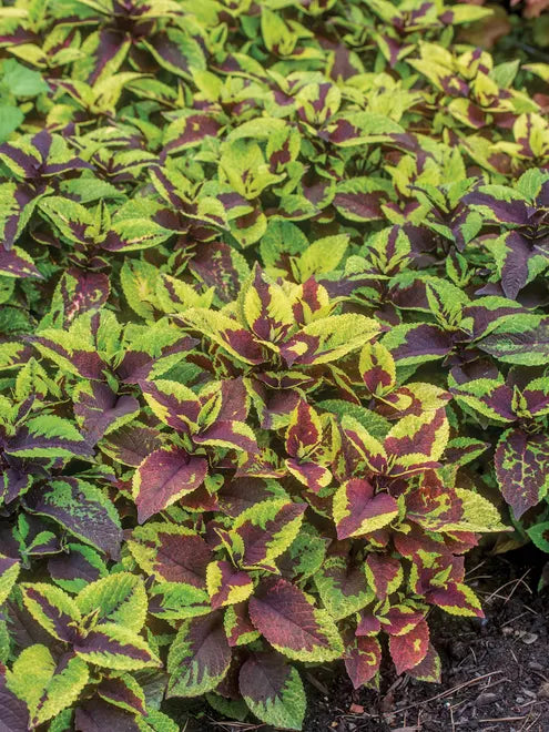 Coleus Pineapple Surprise Seeds