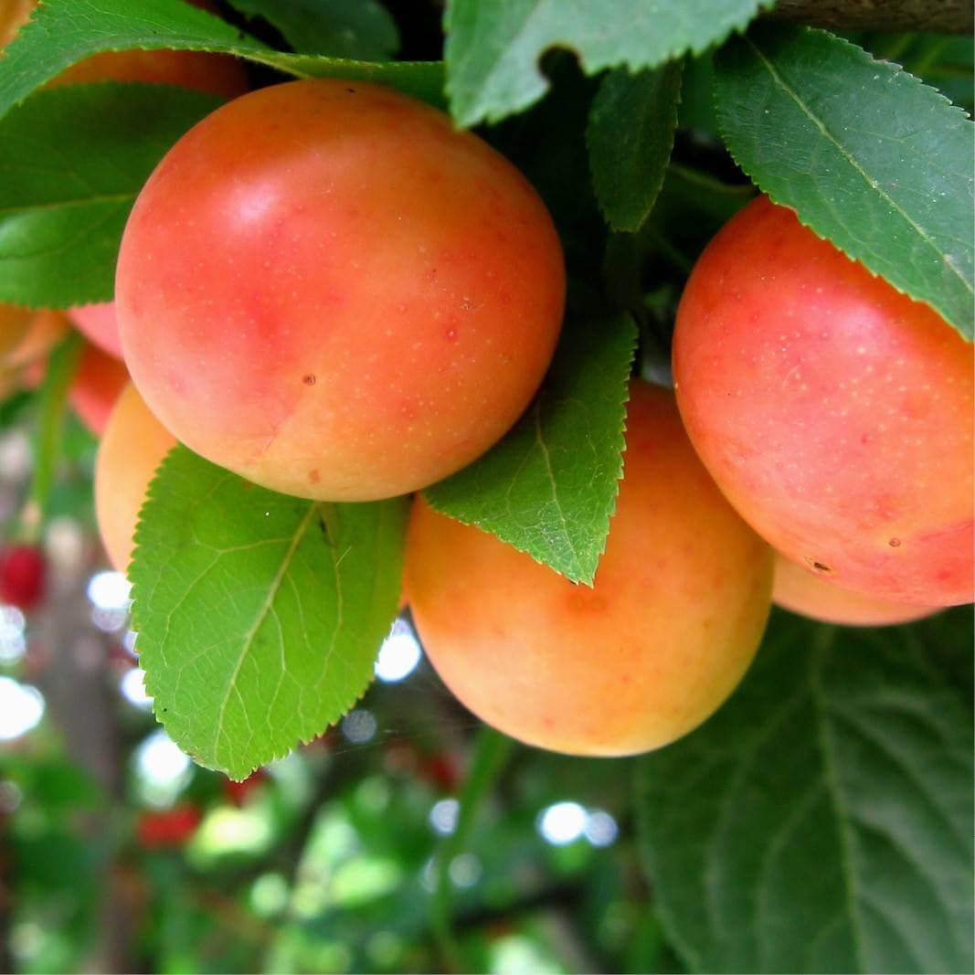 Mirabolano Fruit Seed Pack for Delicious Fruits in Your Garden