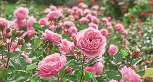 Mini Rosa Pink Rose Flower Seeds