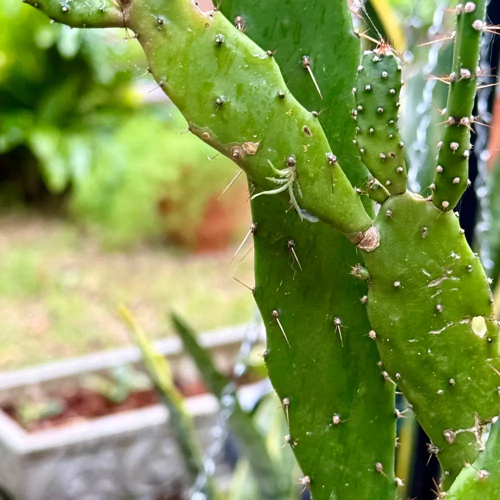 Green Lasiacantha Fruit Seeds - A Unique and Nutritious Fruit for Your Garden