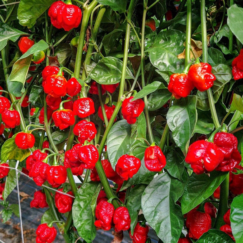 Trinidad Pepper Seeds for Planting