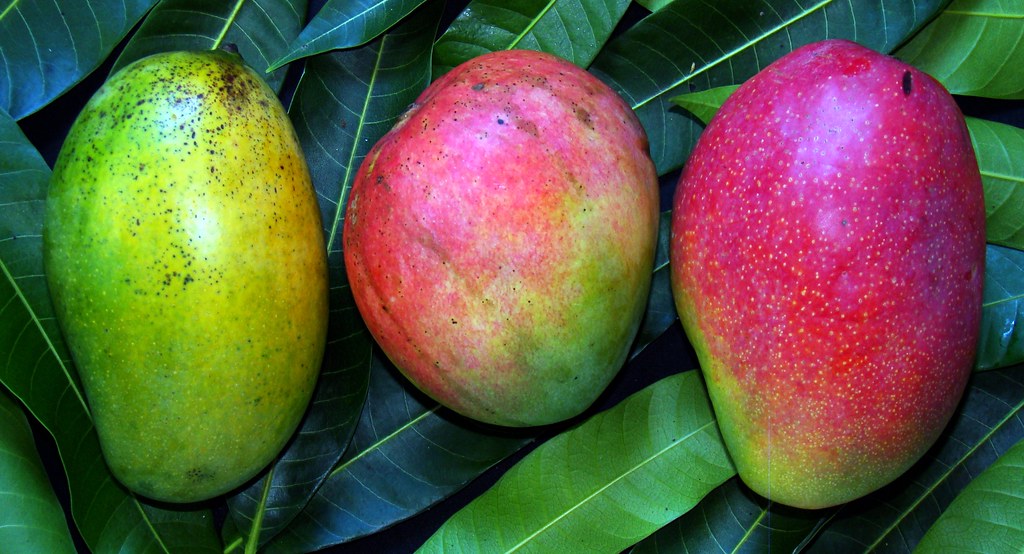 Fascell Mango (Mangifera indica)