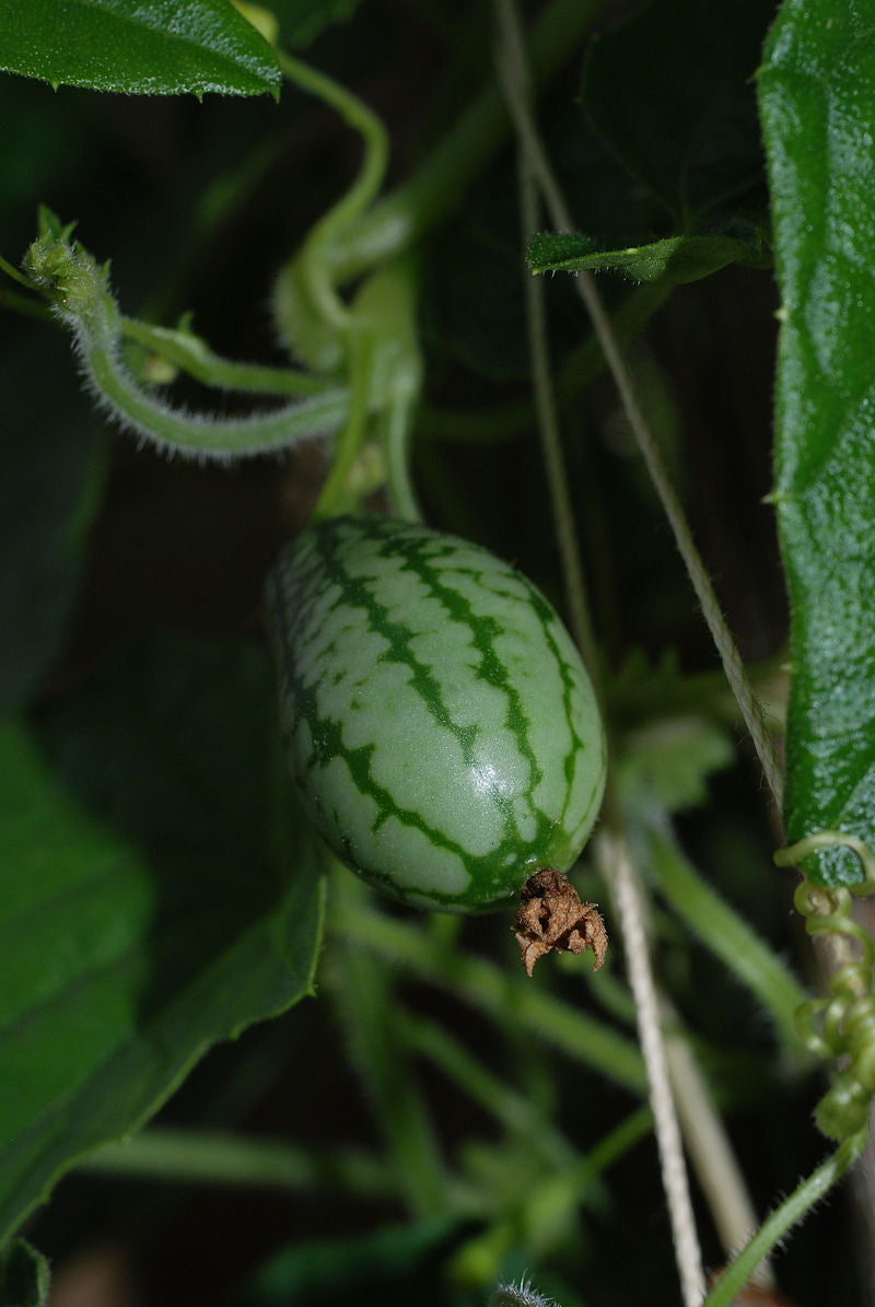 Mini Melon Fruit Seed Pack for Small, Sweet Melon Varieties