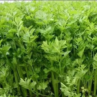 Days Heat And Cold Resistance Good Celery For Sowing heirloom non-gmo organic garden seeds