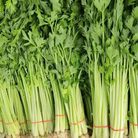 Days Heat And Cold Resistance Good Celery For Sowing – Heirloom, Non-GMO, High Germination Organic Garden Seeds