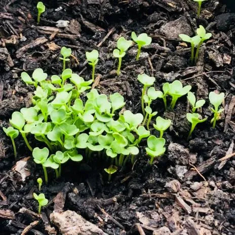 Days Fast Growing Cabbage For Resilient Gardens heirloom non-gmo organic garden seeds