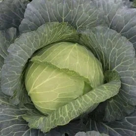 Days Fast Growing Cabbage For Resilient Gardens – Heirloom, Non-GMO, High Germination Organic Garden Seeds