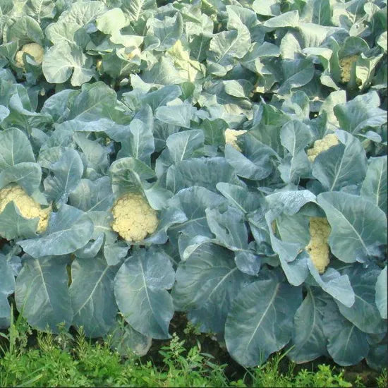 Days Mid Maturity Upright Cauliflower For Sowing heirloom non-gmo organic garden seeds