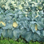 Days Mid Maturity Upright Cauliflower For Sowing heirloom non-gmo organic garden seeds