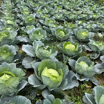 Days Resistant To Fusarium Wilt Hybrid Cabbage For Sowing heirloom non-gmo organic garden seeds