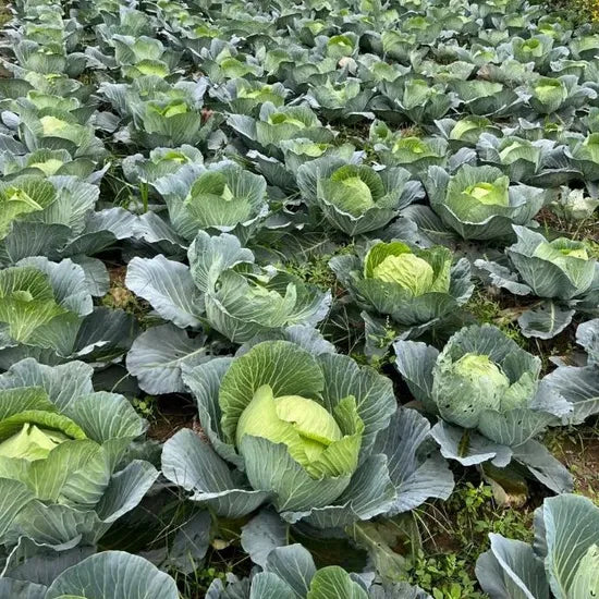 Days Resistant To Fusarium Wilt Hybrid Cabbage For Sowing heirloom non-gmo organic garden seeds