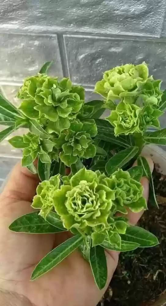 mint green rose seeds Adenium Seeds