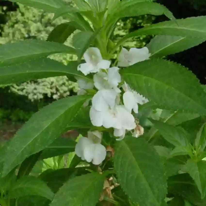 Heirloom Non-GMO White Balsamine Flower Seeds for Planting – Elegant Garden Annual Blooms seeds for planting in home garden