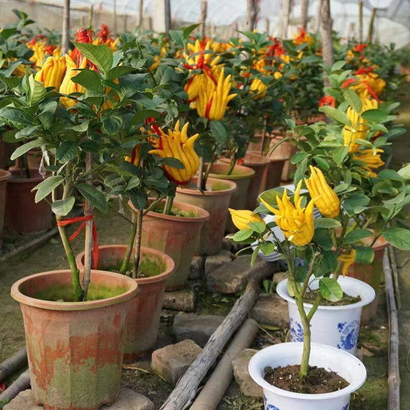 Jinhua Bergamot Plant Seeds for Unique Herb Gardens and Flavor – Fresh Herb for Your Garden