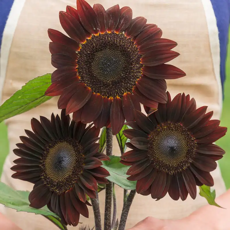 Rouge Royale Sunflower Seeds | Deep Burgundy Red Sunflower Blooms – Heirloom, Non-GMO, High Germination Organic Garden Seeds