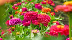 tall zinnia plants with colorful large flowers

