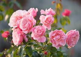 Mini Rosa Pink Rose Flower Seeds