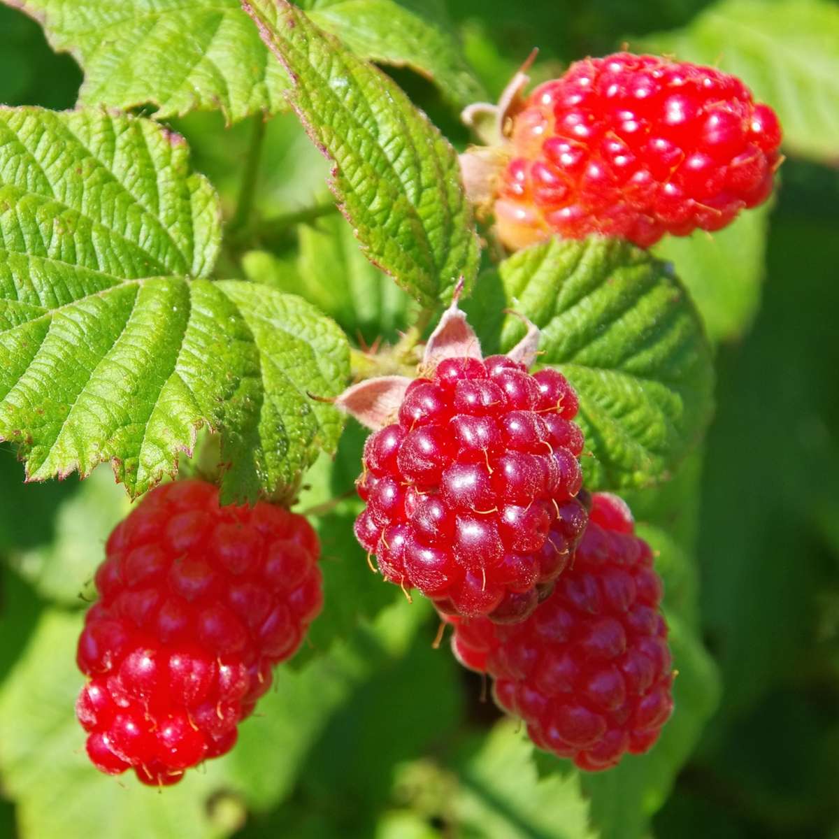 Tayberry Fruit Seed Set for Unique, Sweet Berries