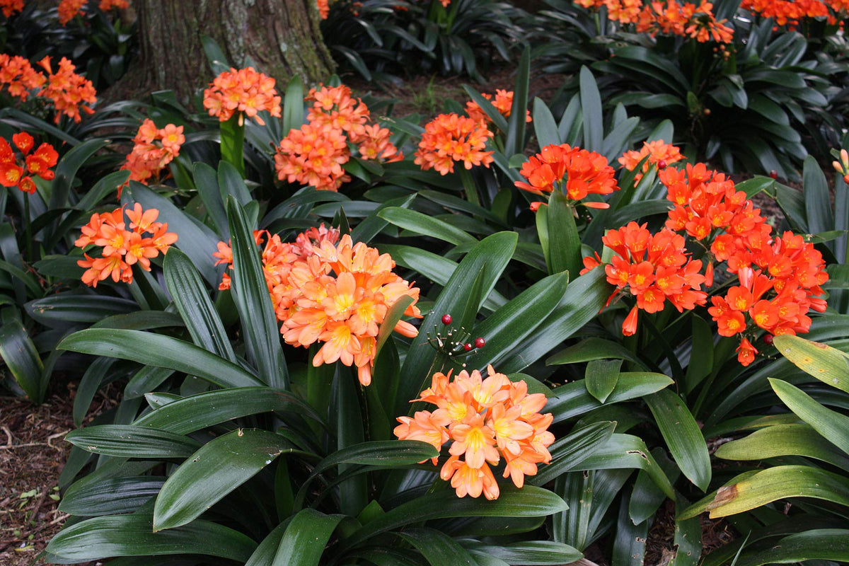 Kaffir Lily Clivia miniata Flower Seeds for Planting Bonsai Variety in Indoor Pots