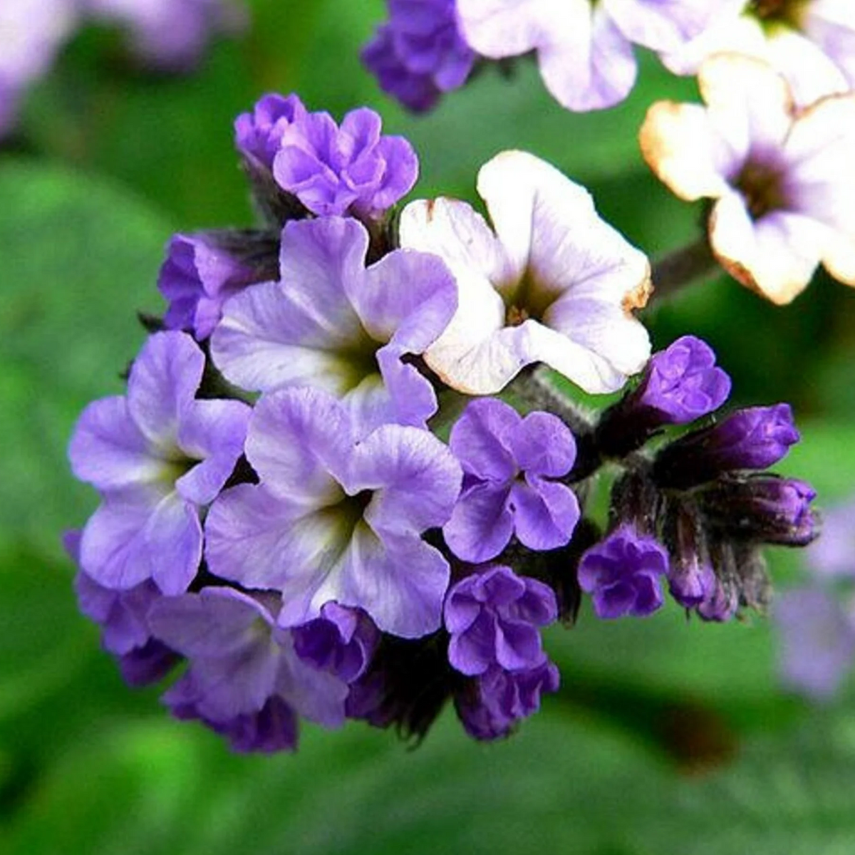 Purple Heliotrope Flower Seeds for Planting, 100 pcs