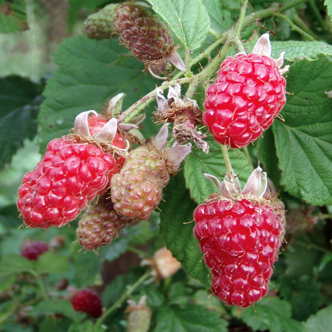 Tayberry Fruit Seed Set for Unique, Sweet Berries