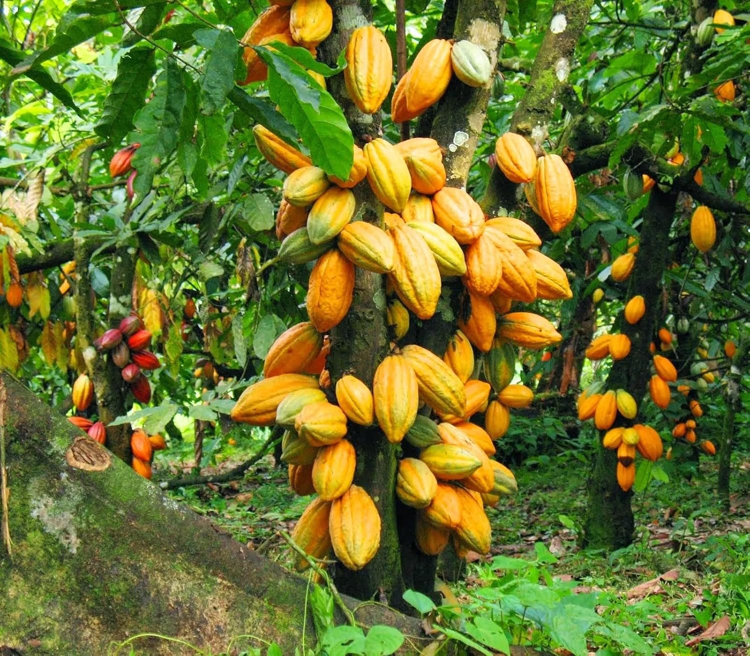 Kakaobohne Fruit Seeds - Grow Cocoa Beans for a Rich and Chocolatey Harvest