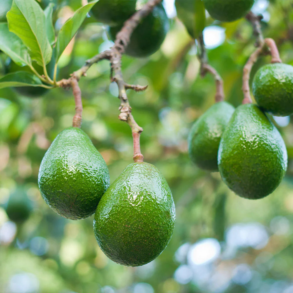 Wurtz (Littlecado) Avocado Seeds Fruit Seeds - Grow Creamy and Rich Avocados,– Grow in Cooler Climates