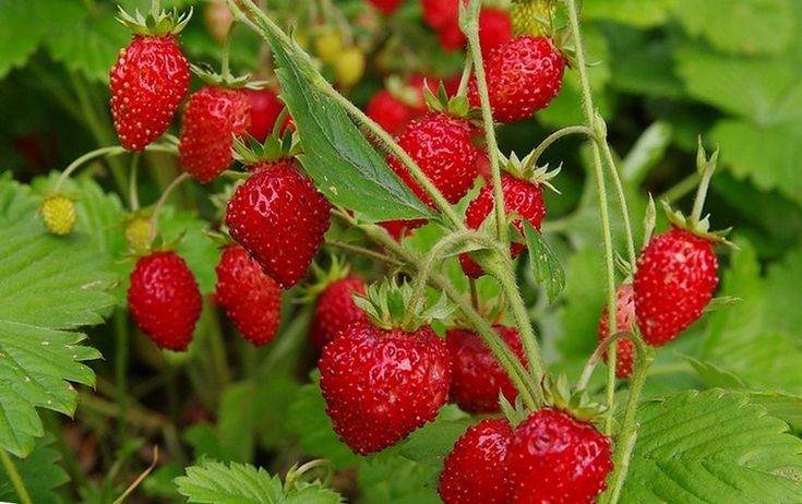 Alpine Strawberry (Fragaria vesca) Seeds